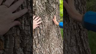Visit with a maple tree #mapletree #majesticmaple #shortsfeed #shortsvideo #naturetherapy #ilovetree