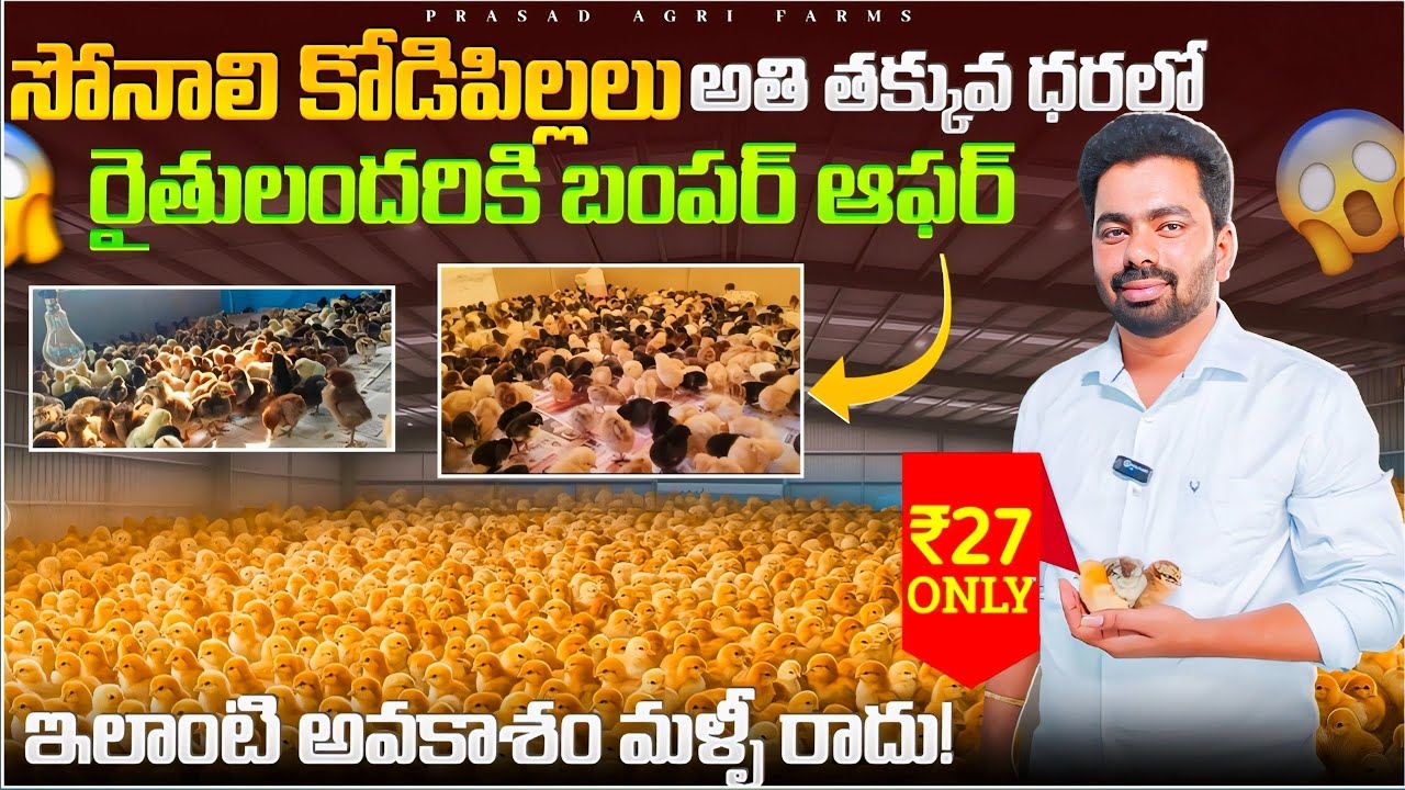 😮కేవలం 27రూపాయల సోనాలి Aగ్రేడ్ చిక్స్ 🐣|| రైతులకు బంపర్ ఆఫర్ 🎉#sonalichicks #trending #lowcostchicks