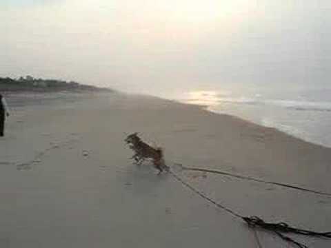Gang of dogs invade East Hampton BEACH
