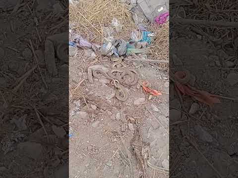 موت 3 افاعى