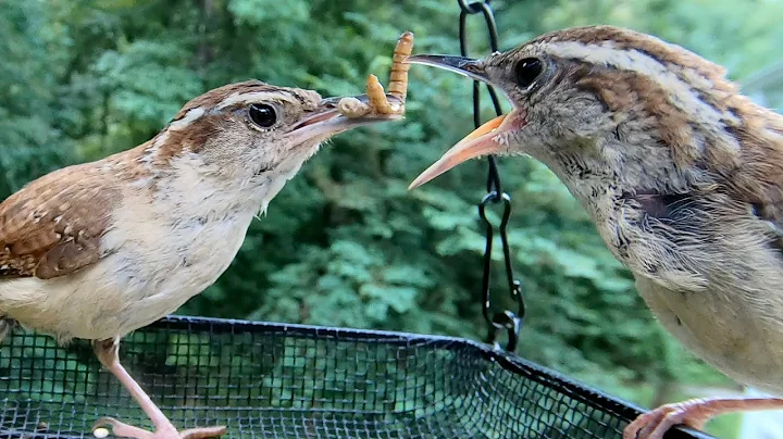 The Carolina Wren Story - Nest Building, Brooding,...