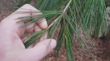 How to Identify White Pine