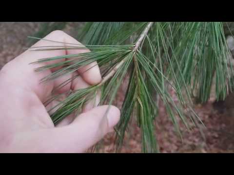 How to Identify White Pine