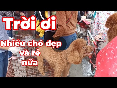 Video Tham quan mua bán và báo giá chó cảnh tại Chợ Hàng Hải... - youtube