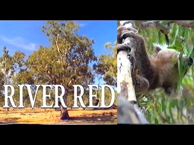 River Red Gum, Documentary class=