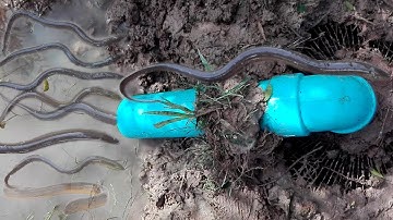 Wow! Incredible Eel Trap - Clever Boy Creative Eel Trap By Fan Guard - Plastic Bottle With PVC Pipe