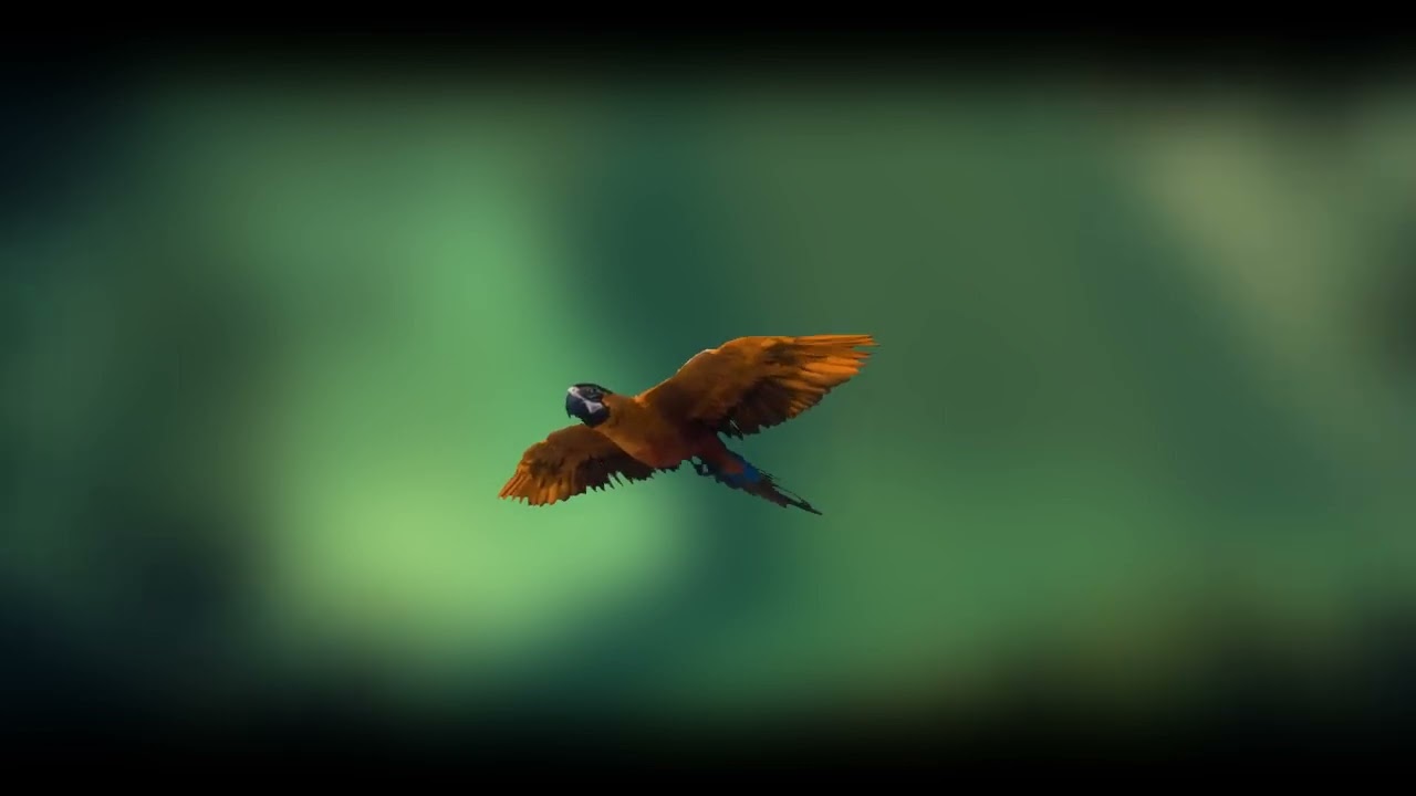 Cartoon 3d bird Flying 3D animation