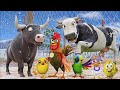 El Pollito pío 3d | El toro se congela jugando en el juegodel Toro y el Tractor 3D🎶