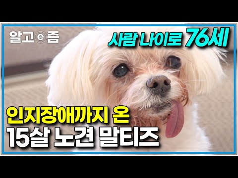 쇠약한 <strong>15살</strong> 노견 말티즈와 그런 강아지를 괴롭히는 7개월 개춘기 꼬똥 드 툴레아 │세상에 나쁜 개는 없다│알고e즘