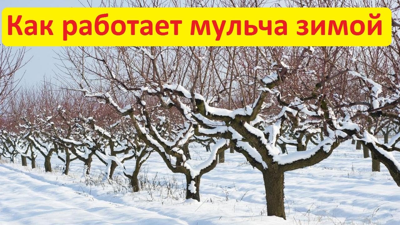 Как работает мульча зимой? На сколько замерзает земля под ней земля? Показываю на конкретном примере