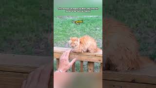 This Stray Cat Make His First Step Into Someones Home To Be Forever Live There