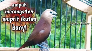 pancingan ampuh burung pipit emprit peking bondol kaji biar gacor 146