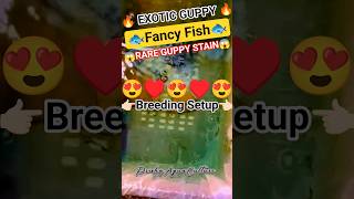 🐠GUPPY FISH BREEDING SETUP🐠 | 👉🏻Guppy Breeder in Delhi👈🏻 | #shortreels #shortsviral #guppybreeding 🔥