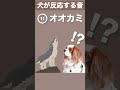【犬が反応する音】その(11) 犬が喜ぶ音／犬が首をかしげる音／犬が寄ってくる音 #shorts