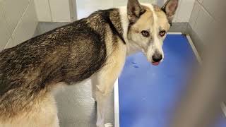 acs A689191