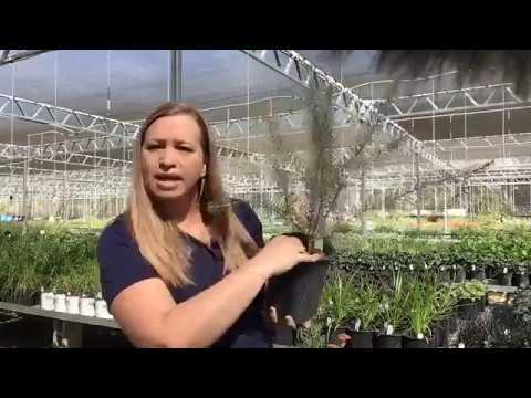 Video: Sunn planteutvalg - Tegn på en sunn plante før kjøp