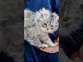 Siberian cat from Wild Soul cattery&#39;s