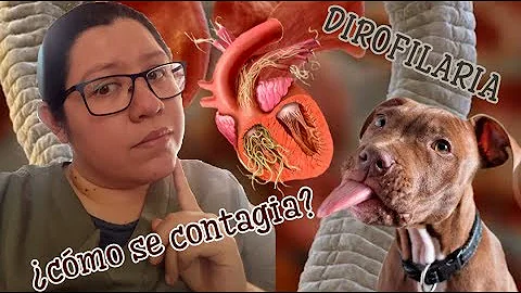 ¿Pueden las babosas contagiar el gusano pulmonar a los humanos?