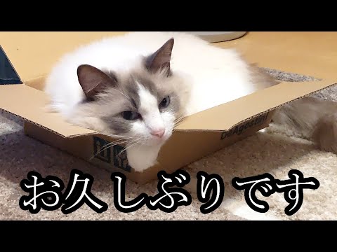 【ラグドール】1ヶ月ぶりの動画更新です