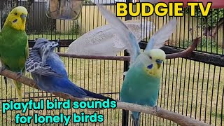 BUDGIE TV  Energetic, Playful Budgie Bird Sounds