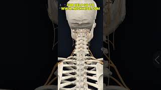 Dizziness, vertigo, mdds, bppv, vestibular dysfunction