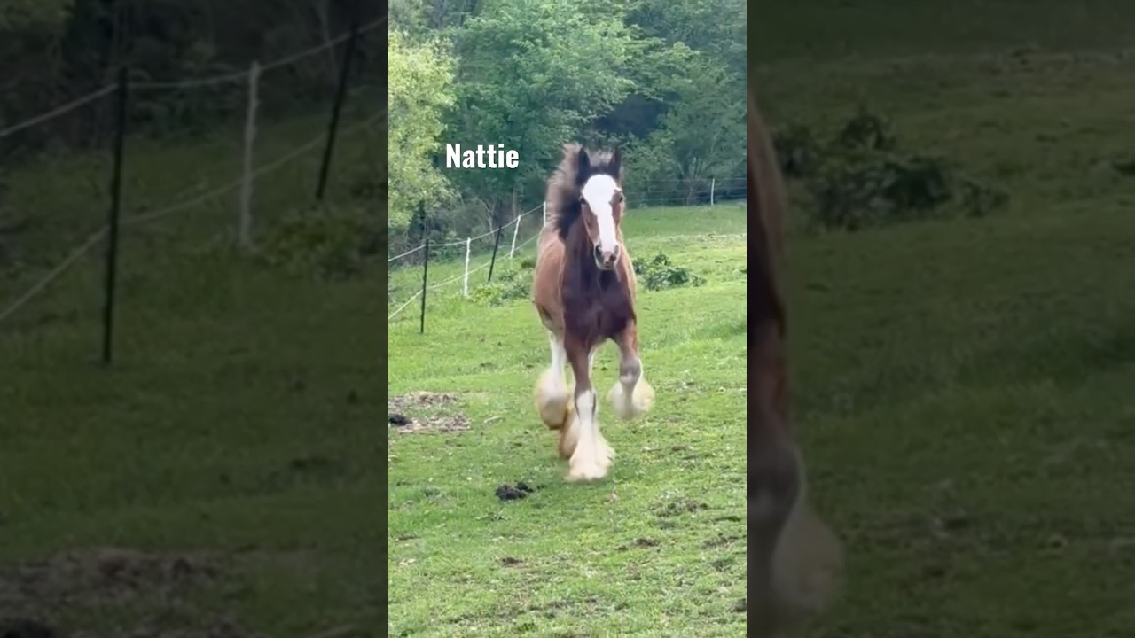Clydesdale Filly Comparison #shorts #horse  #clydesdale