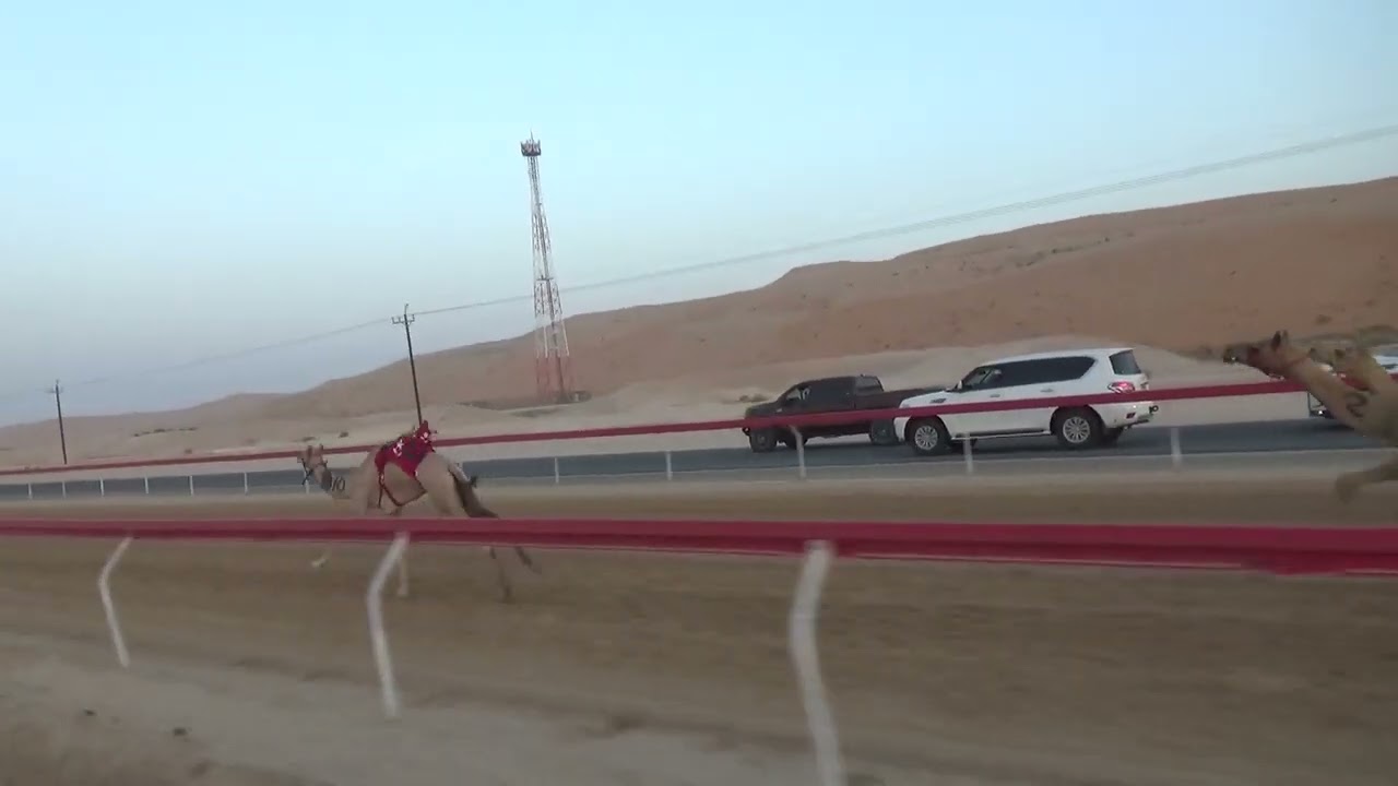 الشوط 3 :- (الذيبه) ل : علي الصغير مرشد المنصوري توقيت 3.02.17