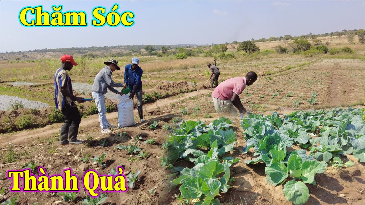 Linh Philip || Thành Công Đến Từ Những Cá Nhân Chuyên Cần Của Bản Chilembo !!!