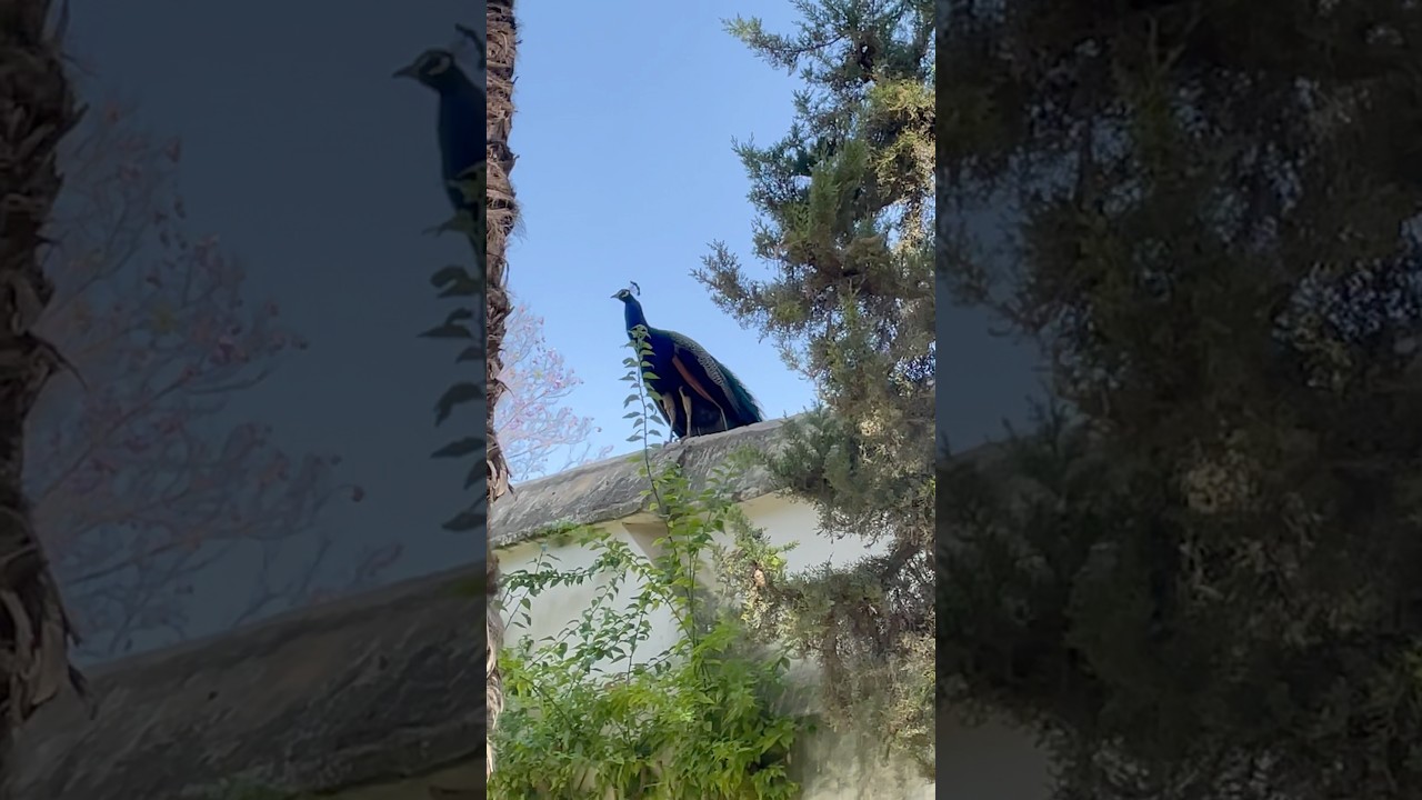 Peacocks at the Royal Palace of Seville, Seville, Spain | backyardwildlife | Real Alcázar de Sevilla