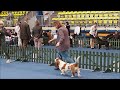 Our basset hound Bilita on  2nd show in her life  - Best of Breed