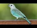 Brazil. Bird Blue-gray tanager