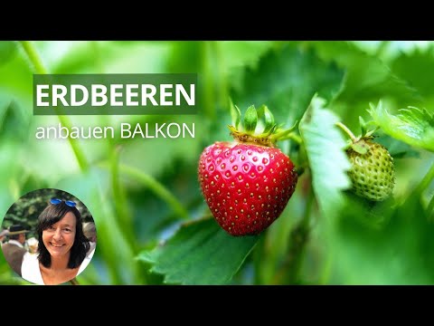 Video: Container Gardening Erdbeeren - Pflege von Erdbeerpflanzen in Töpfen