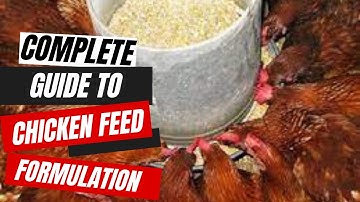 Complete Guide to Homemade Chicken Feed Formulation – For Broilers & Layers.