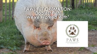 Paws Pet Cremation | The Coolest Pets We've Worked With