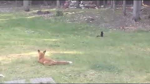Fox catches Squirrel