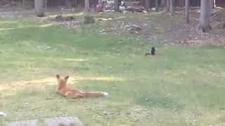 Fox catches Squirrel