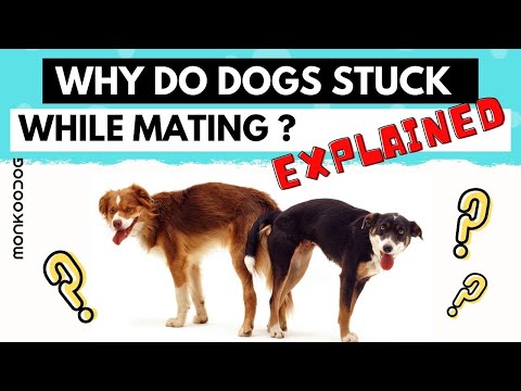 Why do dogs get stuck after mating? 3 stages of Mating explained.