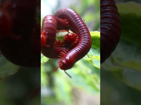 عن قرب مسيرة الألف قدم المنومة