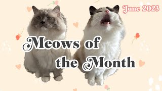 Eevee and Yoshi Meows of the Week Compilation  June 2023 (Weeks 2630)