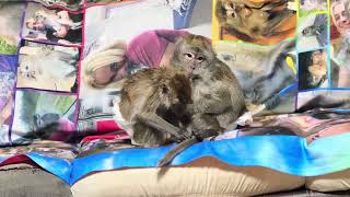 Macaque Monkey ASMR Trade Off Abby Louise and Ralphie D