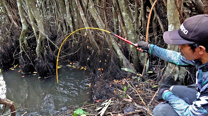 Dibawah akar pohon tua ikan banyak bersembunyi saat mancing dirawa #SG-415