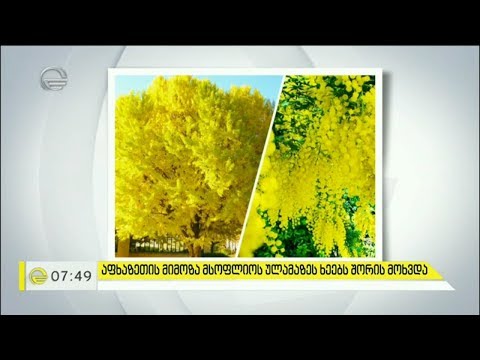 აფხაზეთის მიმოზა მსოფლიოს ულამაზეს ხეებს შორის მოხვდა
