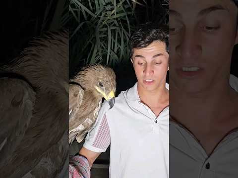 لقاء النسر العملاق وكلبتي لوسي