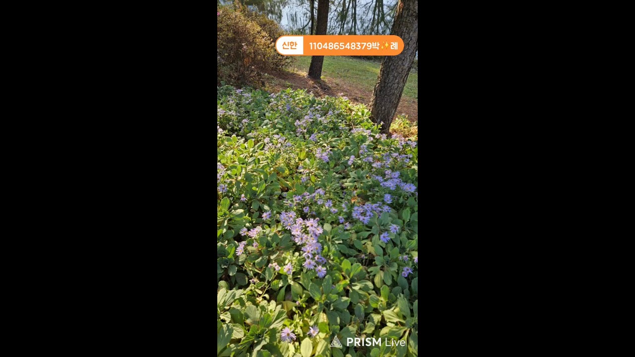 이수정(샤샤) 라이브 방송