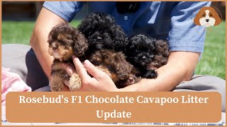 Rosebud's F1 Chocolate Cavapoo Litter Update