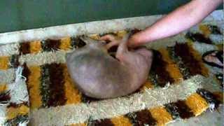 Sphynx cat Maku wants to play with me by Gaby 772 views 11 years ago 1 minute, 59 seconds