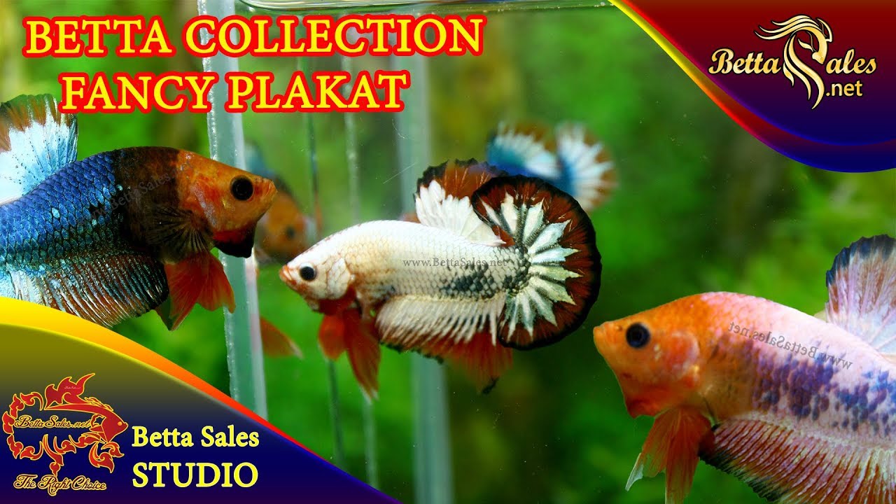 Fancy Copper | Red Fancy Betta Collection - www.BettaSales.net - 01227678979