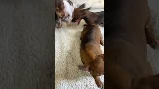Precious Dogs Demanding Pets
