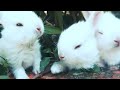 So cute baby rabbit funny animal episode 41 by kc animals tv