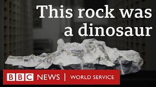 How Scotlands Largest Dinosaur Fossil Was Extracted - Bbc World Service